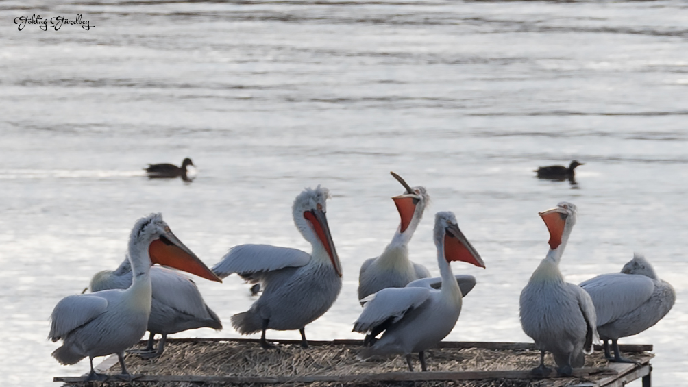 Dalmatian Pelican
